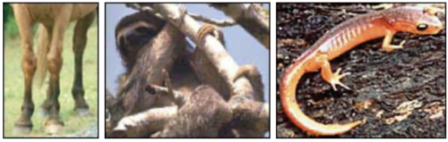 triptych of horse legs on the left, a sloth climbing a tree in the center and an orange salamander on the right.