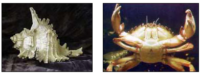 Two images: snail shell, left and crab holding pincers up, right.