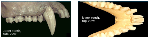 Photo of baboon upper teeth on the left and bush baby lower teeth on the right.