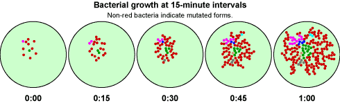 5 circles showing bacterial population growing every 15 minutes.