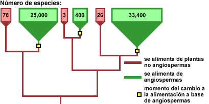 Tree showing the number of species that feed on angiosperm plants versus non-angiosperm plants and the point of switch to feeding on angiosperms.