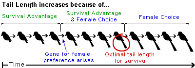 Graphic depicting tail length in birds increasing due to survival advantage and female choice over time.