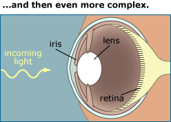 Illustration of an eye showing incoming light approaching the iris, lens and retina.