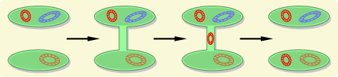 Diagram illustrating an upper bacterium passing a ring of copied genetic material to a lower one.
