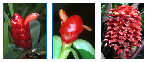On the left is a Central American Costaceae species, Costus woodsonii, in the center is a South American species Costus scaber, and on the right is a Southeast Asian species, Tapeinochilos ananasse