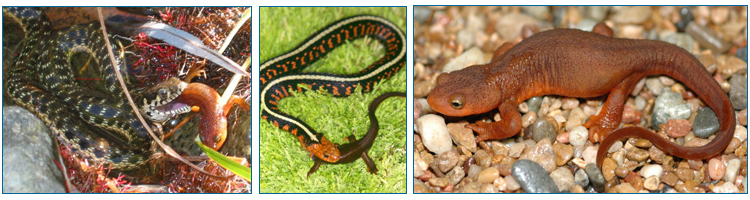 Photos of Sierra garter snake (left), Common garter snake (center), California newt (right).