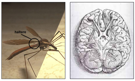 Photos of cranefly on the left and a woodcut of a human brain on the right.