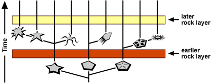 Cladogram depicting evolution through time if a lineage experienced a sudden burst of speciation and morphological change and what might have been preserved in specific 'earlier' and 'later' rock layers.