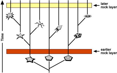 Cladogram depicting evolution through time if a lineage experienced slow and steady speciation and morphological change and what might have been preserved in specific 'earlier' and 'later' rock layers.