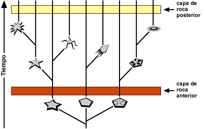 Cladogram depicting evolution through time if a lineage experienced slow and steady speciation and morphological change and what might have been preserved in specific 'earlier' and 'later' rock layers.