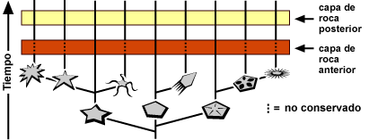 Cladogram depicting evolution through time if a lineage did not experience much speciation or morphological change during this time period and what might have been preserved in specific 'earlier' and 'later' rock layers.