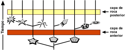 Cladogram depicting evolution through time if a lineage experienced a sudden burst of speciation and morphological change and what might have been preserved in specific 'earlier' and 'later' rock layers.