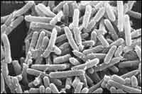 Black and white microscopic photo of ecoli bacteria.