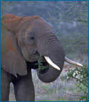 Photo of African elephant.