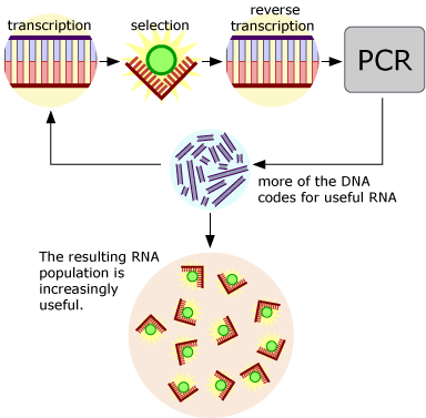 Illustration of the process of transcription, selection, reverse transcription, PCR and the resulting population.