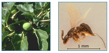Photo of fig tree on the left and fig wasp on the right.
