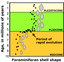 Foraminiferan graph showing shell shape evolution over millions of years.