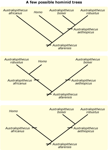 Cladograms of a few possible hominid trees.