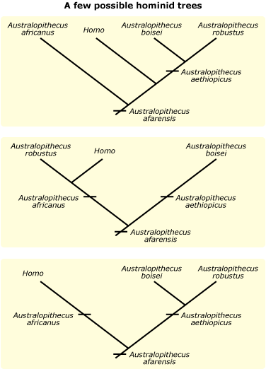 Phylogenetic Tree Of Hominids