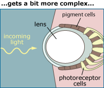 Illustration of an eye showing incoming light approaching the lens with pigment cells and photoreceptor cells at the back of the eye.