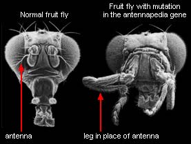 Two images of fruit flys, normal fly on left, fly with mutation in antennapedia gene on right.