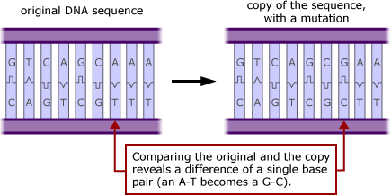 Illustration of original DNA sequence on the left and a copy of the sequence with a mutation on the right.