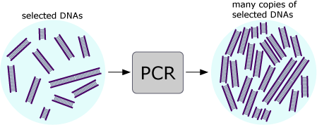 Illustration of the DNA is copied using PCR.