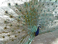 Male peacock with feathers spread in a fan behind it.