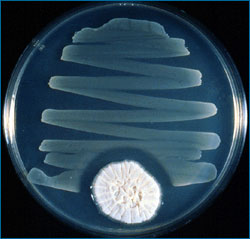 Image showing how a Penicillium fungus prevents the growth of bacteria.