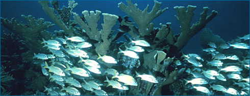 Photo of fish swimming in the Florida Keys National Marine Sanctuary.