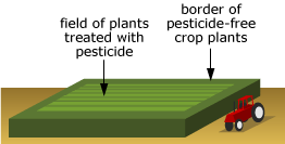 Illustration of a field of plants treated with pesticides and a border of pesticide-free plants around them.