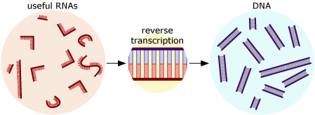 Illustration showing the selected RNAs reverse transcribed back into DNA.