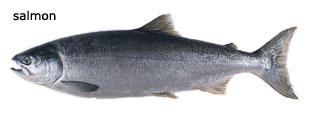 Photo of a salmon.