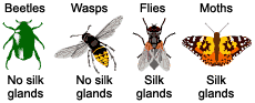 Illustrations of a beetle wasp, fly, and moth, are lined up in a row. The caption "no silk glands" is under the beetle and wasp. The caption "silk glands" is under the fly and moth.