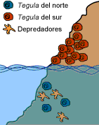 Drawing depicting shoreline above and below water with 3 Tegula del norte and 3 Depredadores below the waterline along with 12 Tegula del sur above the waterline on shore.