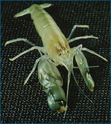 Photo of a snapping shrimp.