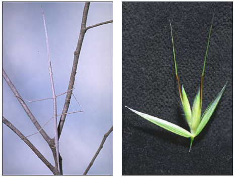 Photos of a stick insect on the left and an oat flower on the right.