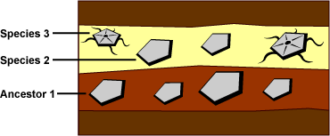 Illustration depicting 'ancestor 1' fossil at the bottom of the image in older rock, with two different kinds of fossils 'species 2' and 'species 3' at the top of the image in different colored rock.