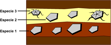 Illustration depicting 'ancestor 1' fossil at the bottom of the image in older rock, with two different kinds of fossils 'species 2' and 'species 3' at the top of the image in different colored rock.