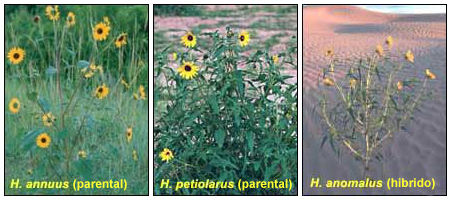 Triptych of three sunflower species in different outdoor environments: H. annuus on the left, H. petiolarus in the center and H. anomalus on the right.