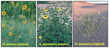 Triptych of three sunflower species in different outdoor environments: H. annuus on the left, H. petiolarus in the center and H. anomalus on the right.