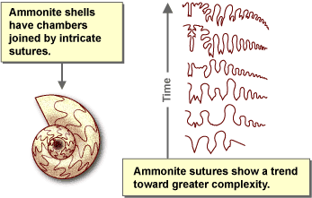 Illustration showing ammonite shell sutures trending towards greater complexity over time.