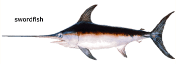 Photo of a swordfish.