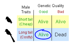 Table showing mail traits of long vs short tail and the genetic quality of those traits.