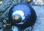 Tegula snail shell