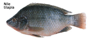 Photo of Nile tilapia fish.