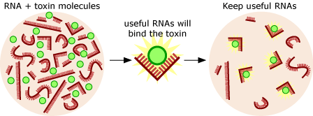 Illustration showing RNA and toxin molecules, how they bind and what RNA are kept.
