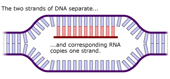 Illustration of A sequence of a DNA being transcribed into a sequence of RNA.