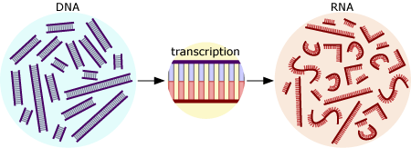 Illustration of DNA transcribed into RNA.