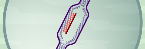 Illustration of DNA (in purple) and RNA (in red) in the cell's nucleus.